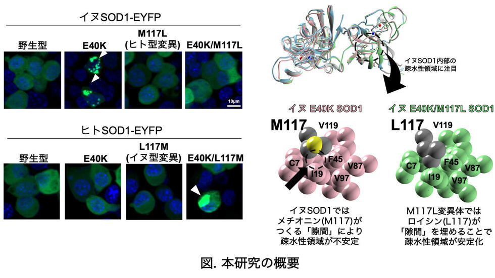 Top page - Dept Neurosci Pathobiol, RIEM, Nagoya Univ - Koji